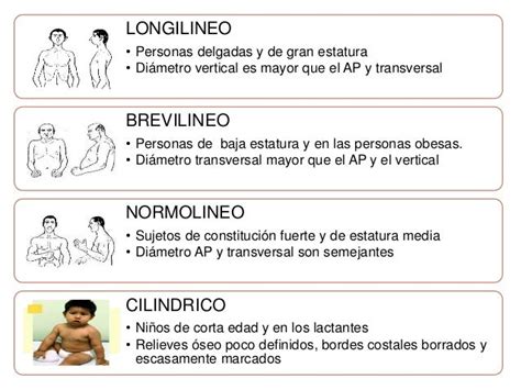 Brevilineo, Normolineo, Longilineo